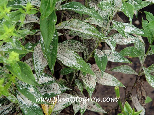 Powdery mildew growing on the leaves of garden Phlox (Phlox paniculata)